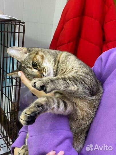 Котомама найдись