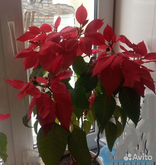 Пуансеттия