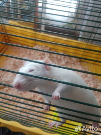 Крыса дамбо