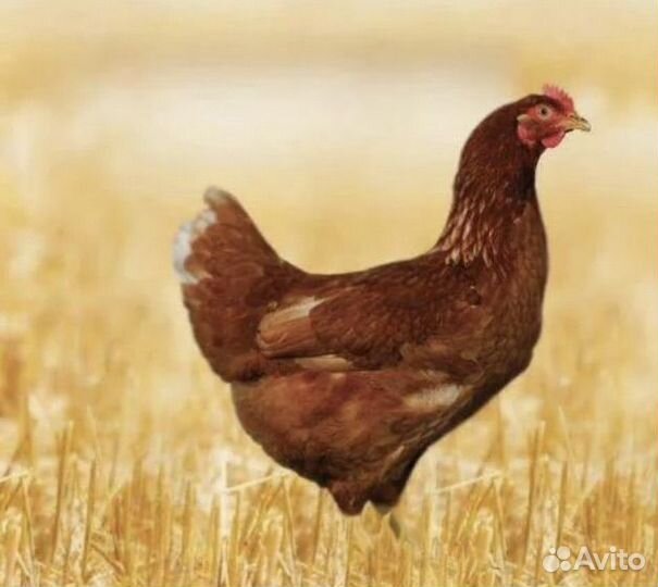 Куры несушки хайсекс и ломан braun