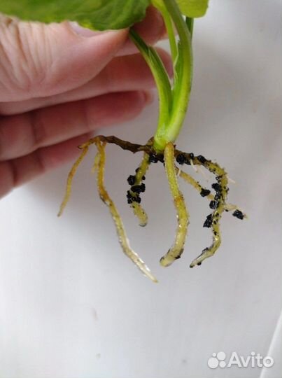 Сингониум Яичница Scrambled eggs