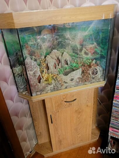 Панорамный угловой аквариум (110 л.) с тумбой, б/у