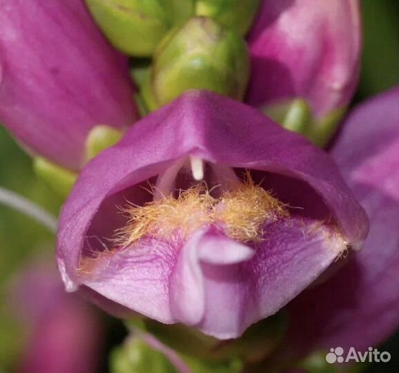 Хелоне- многолетнее растение для тени