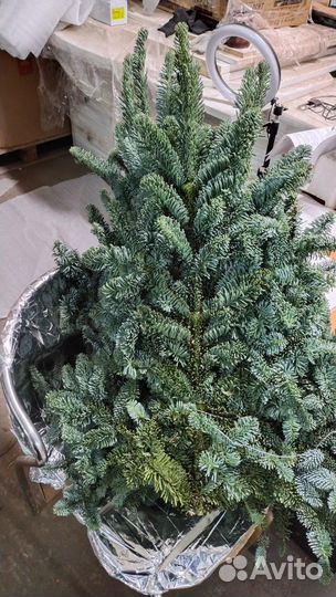 Нобилис датский голубой