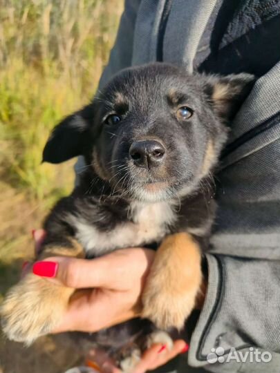 Хорошенький Рекс