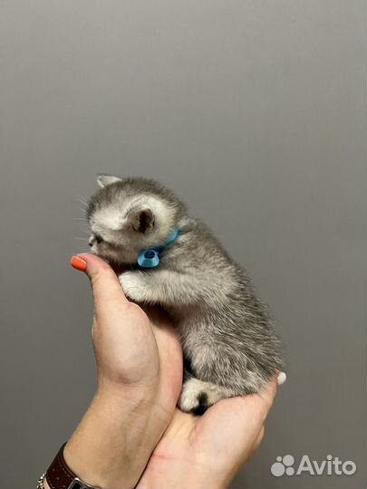 Котята серебристая шиншилла