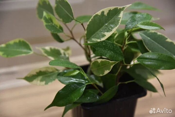 Фикус бенджамина пестролистный