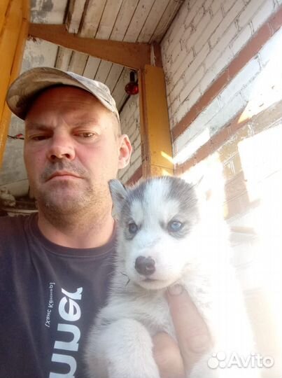Щенки сибирской хаски