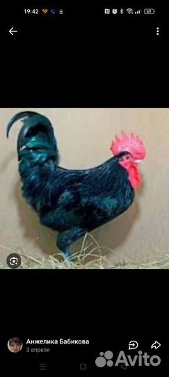 Молодые породистые петухи