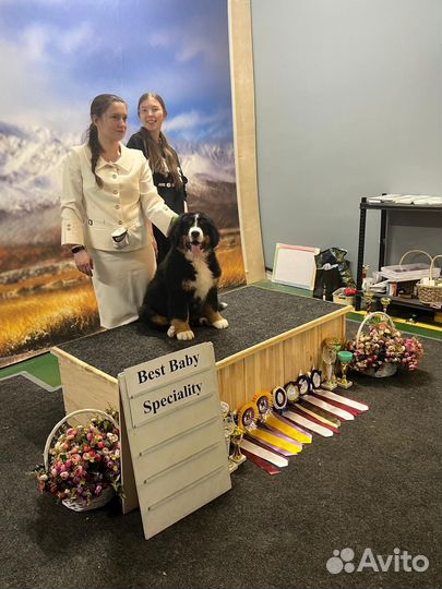 Щенки Чемпионов