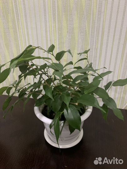 Цветы разные