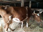 Коровы дойные молочные стельные