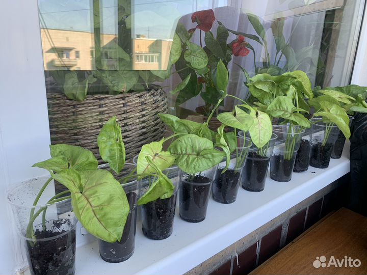 Сингониум mango allusion