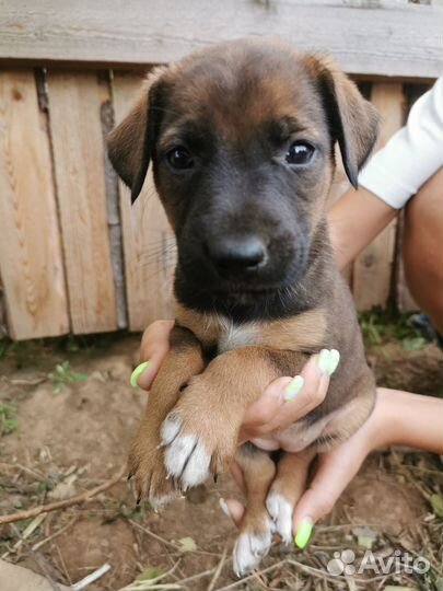 Щенок двортерьер