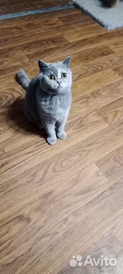 Шотландская