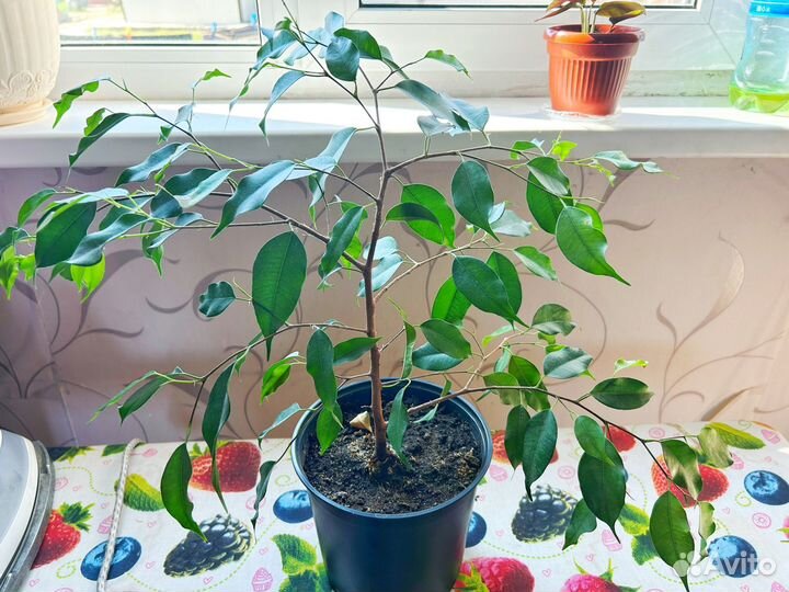 Фикус Бенджамина