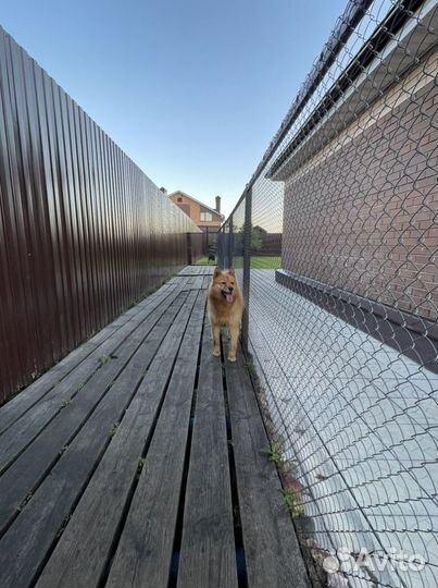 Вязка карело-финская лайка