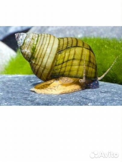 Улитка водорослеед