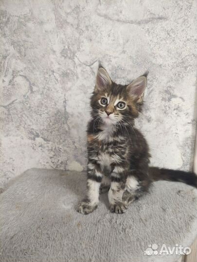 Котята мейн-кун