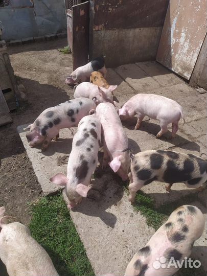 Поросята