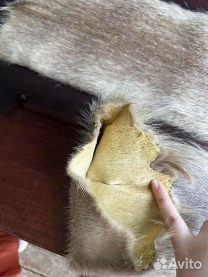 Шкурка животного