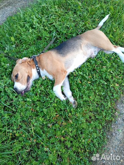 Вязка кобель бигль