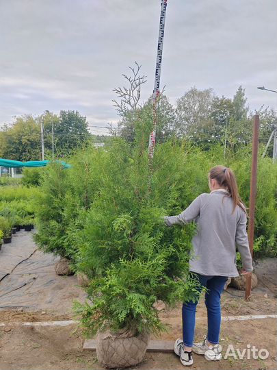 Туя брабант