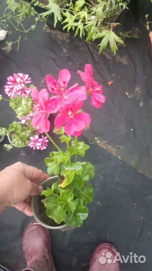 Герань пеларгония плющелистная