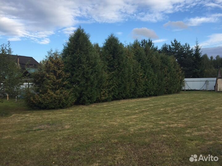 Туи брабант