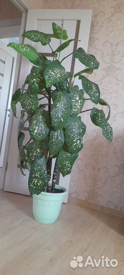 Диффенбахия