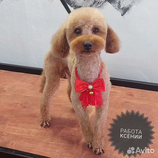 Стрижка собак и кошек. Груминг студия. Грумер