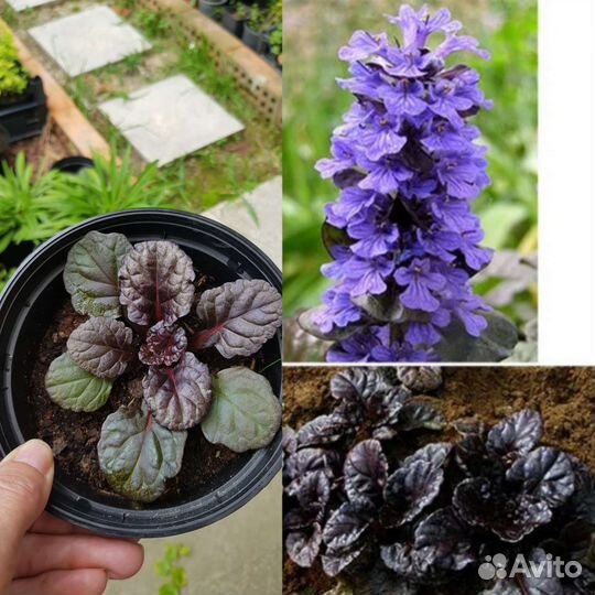 Многолетники для сада