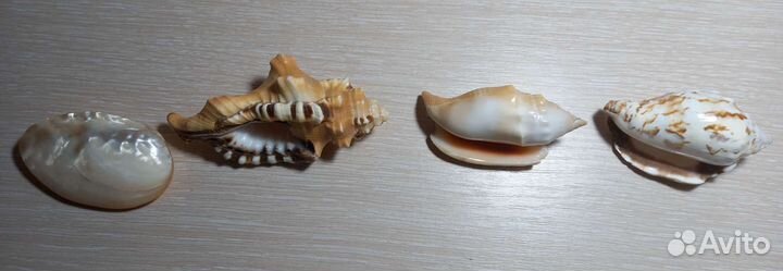Морские ракушки раковины