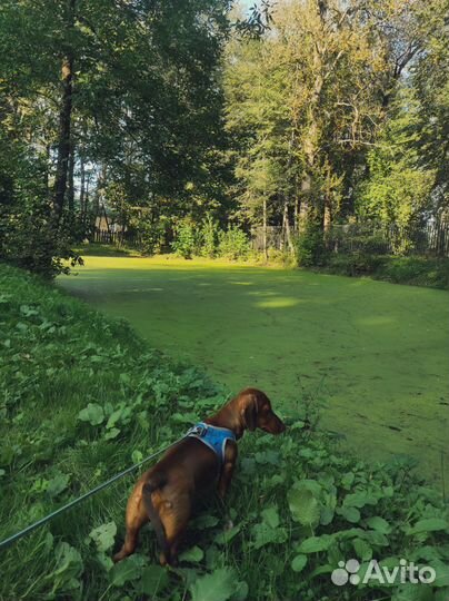 Передержка собак/животных. Выгул собак. Зоотакси