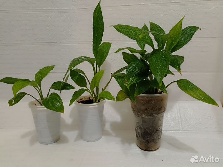 Комнатные цветы