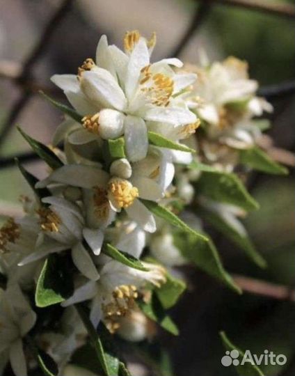 Чинотто цитрус