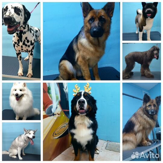 Грумер стрижка собак и кошек в ближайшее время