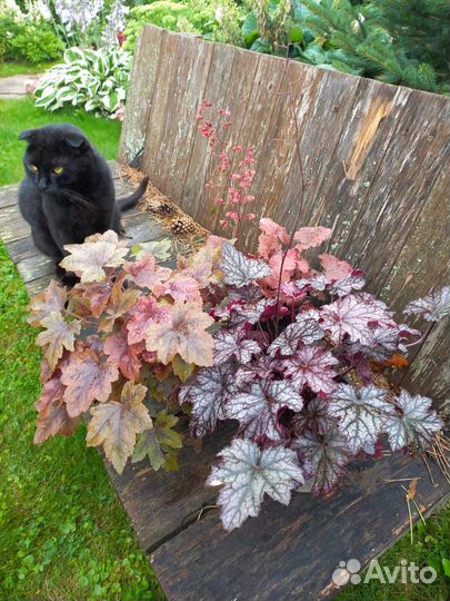 Садовые многолетние растения