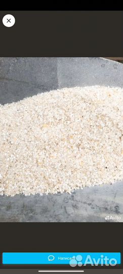 Белая кукуруза