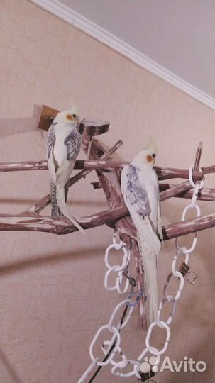 Птенец кореллы 5 месяцев, самка