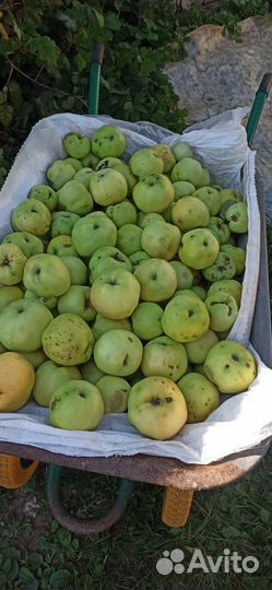 Яблоки домашние