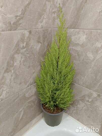 Купрессус голд Вилма(Доставка)