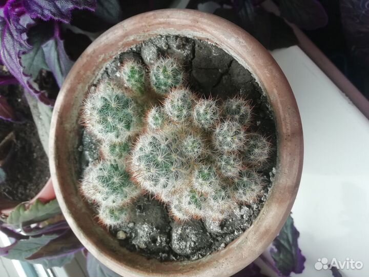 Кактус
