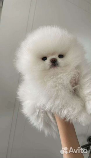 Померанский шпиц щенки