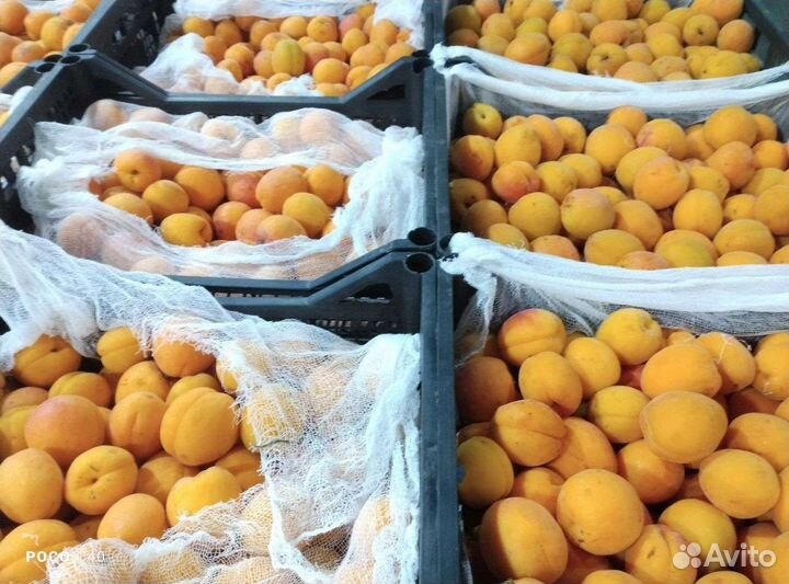 Абрикосы ящик 8кг фрукты доставка бесплатно