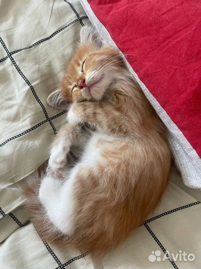 Котёнок ищет дом