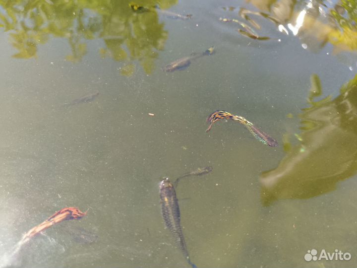 Продам гуппи,аквариумные рыбки