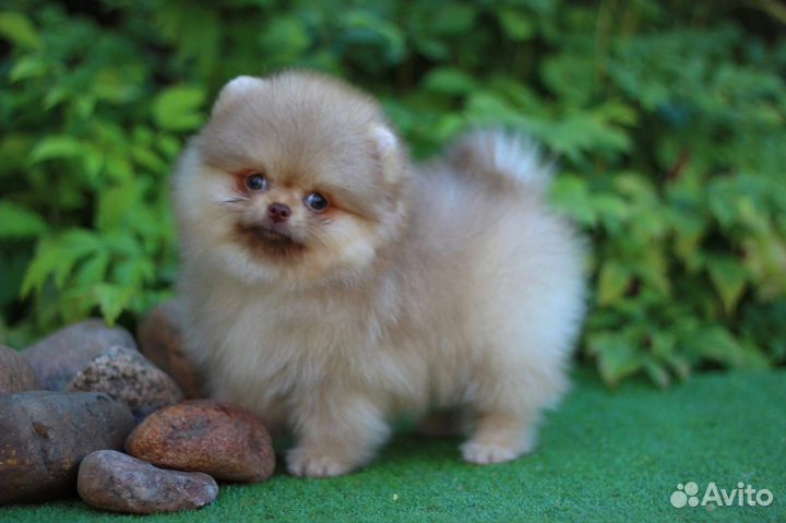 Щенки шпица