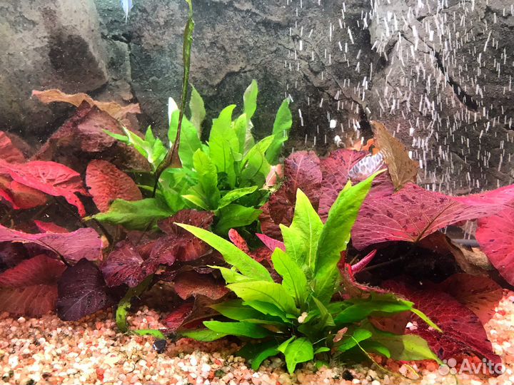 Обслуживание аквариумов