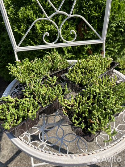 Мох цветущий